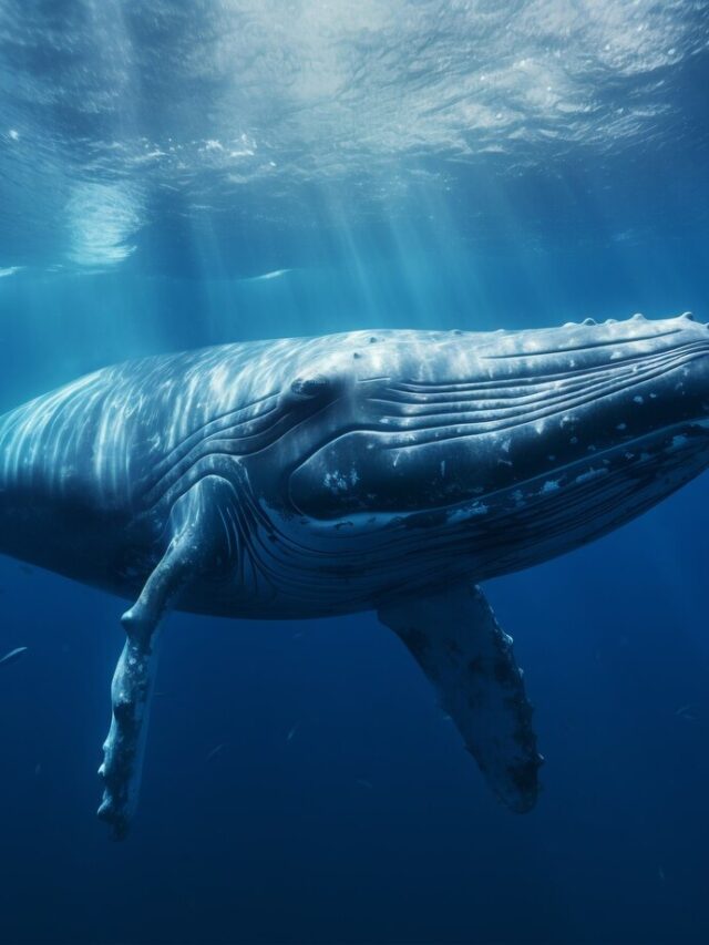 Top 8 animals that live longer than humans on Earth