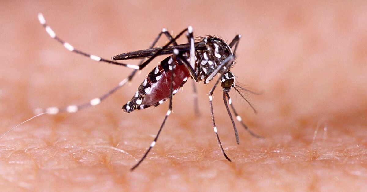 डेंगू से बचाव एवं आवश्यक उपाय 1 Dengue prevention and necessary measures