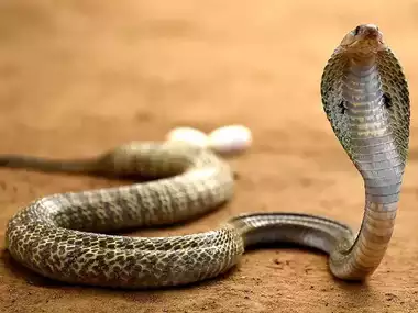 Youth dies due to snake bite