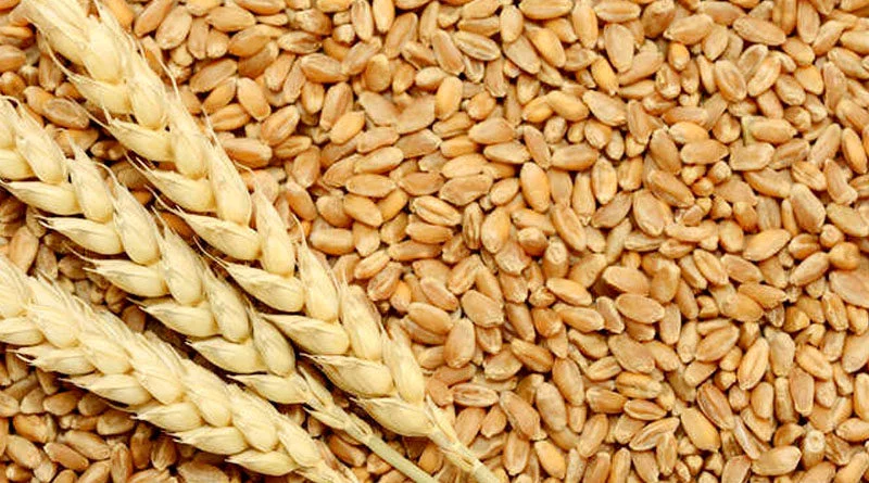 Wheat seeds are available at government agricultural seed stores.