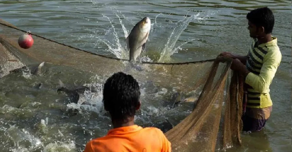 मत्स्य पालन के नवीन योजना हेतु आवेदन करने की अंतिम तिथि 19 अगस्त निर्धारित 1 Fisheries