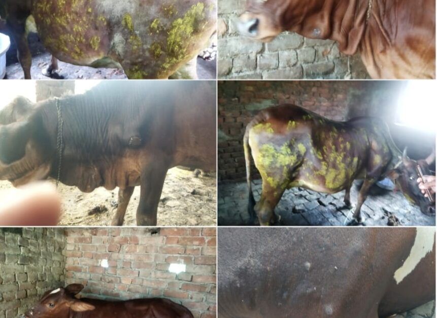 महामारी में अवसर तलाशता पशुपालन विभाग 1 1000404735