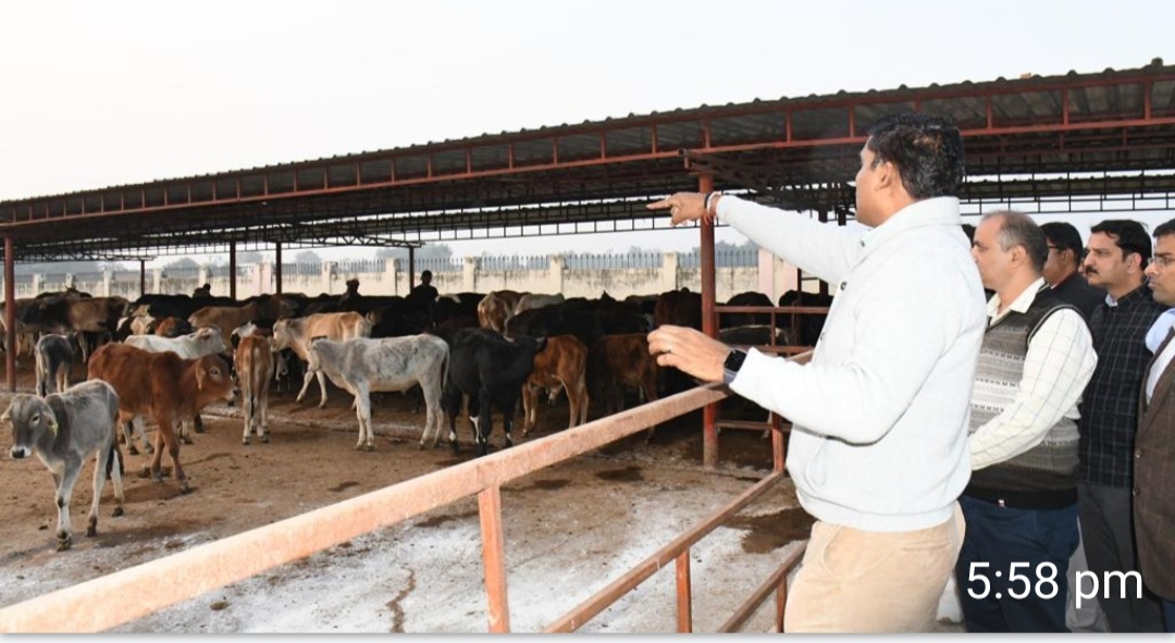 DM did a surprise inspection of the cowshed located in Barhaj